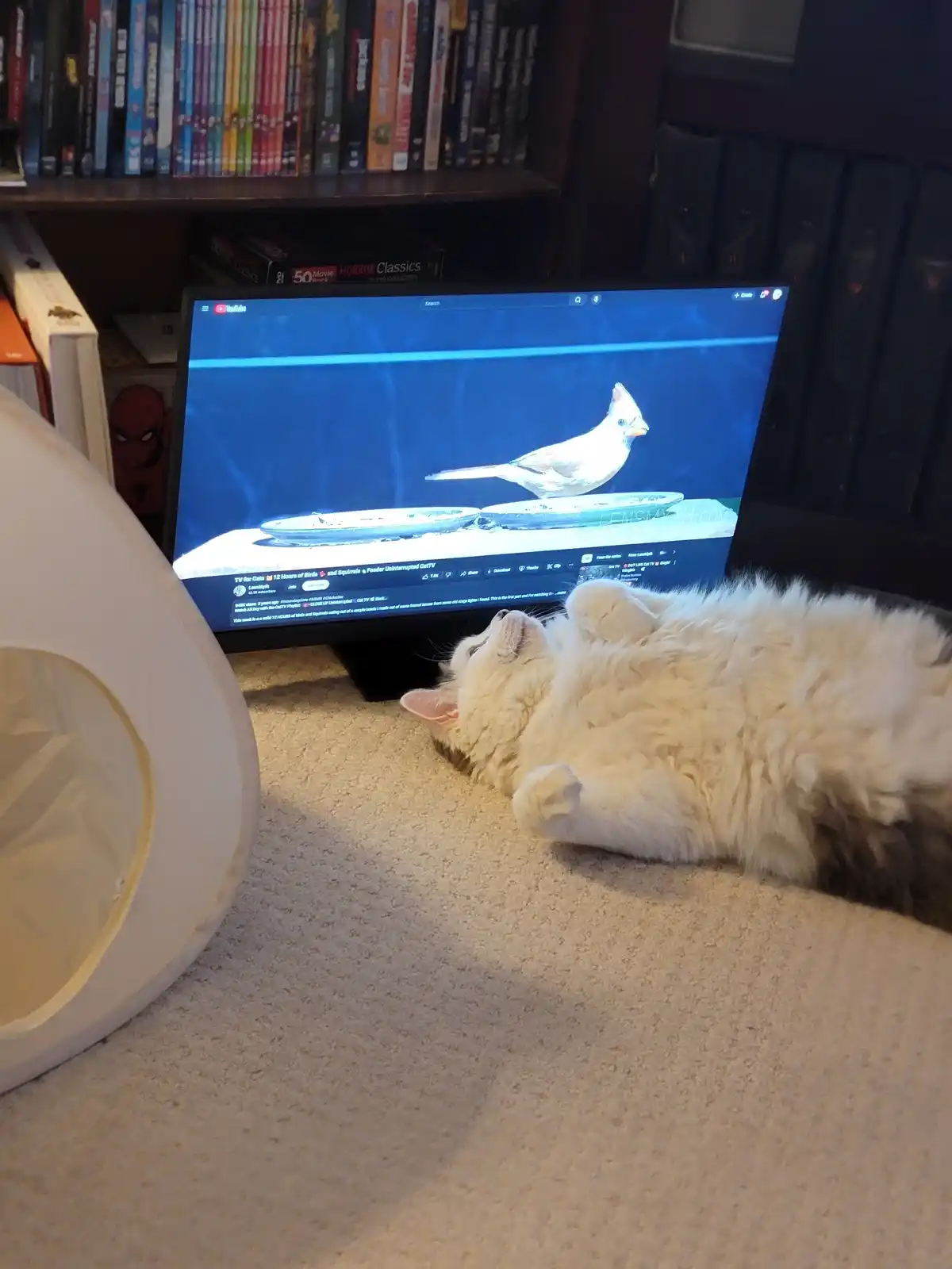 A fluffy white cat lies on its back on a carpeted floor, gazing up at a TV screen displaying a YouTube video of a white bird…