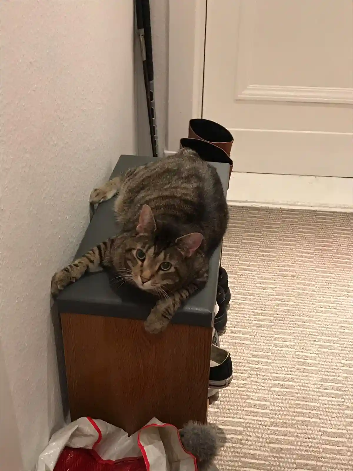 A tabby cat with green eyes is lounging on top of a wooden shoe rack with a gray top, looking directly at the camera with a…