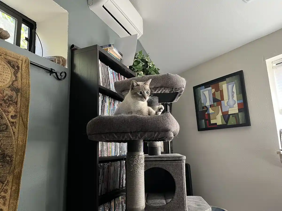 A light-colored cat sits atop a grey cat tree in a room with a bookshelf, air conditioner, and abstract art. The cat looks…