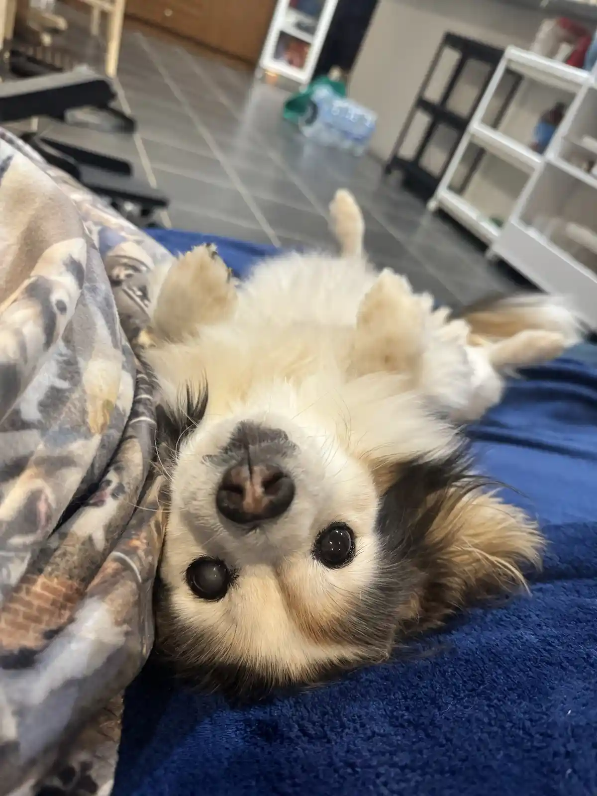 A small, fluffy dog with white and brown fur lies on its back on a blue blanket, looking up at the camera with wide…