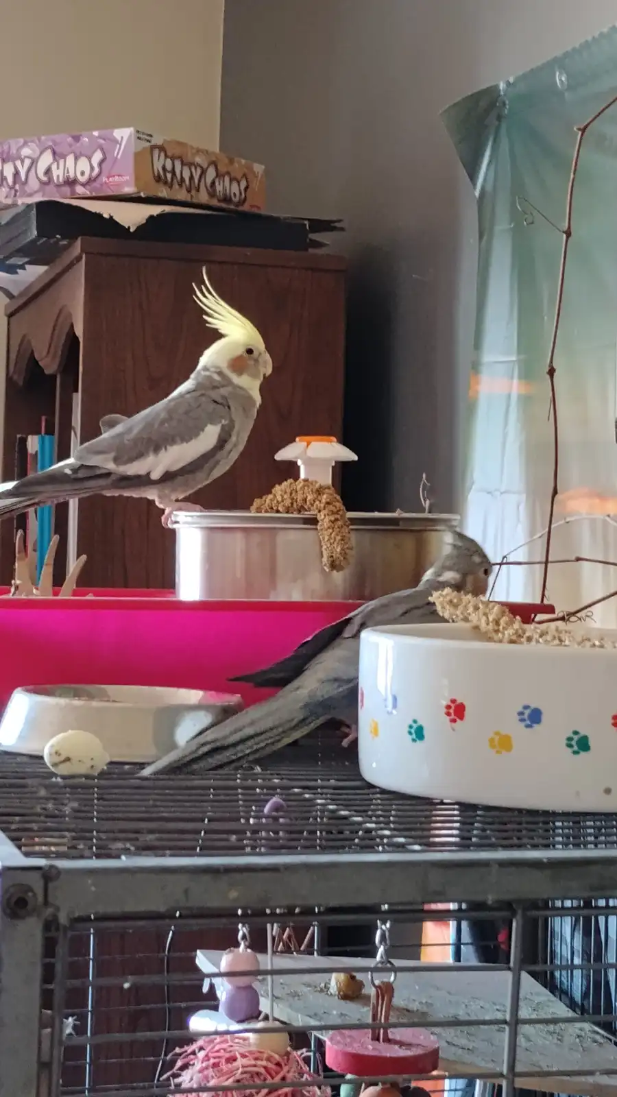 Two cockatiels are in a cage; one stands alert on a metal container while the other eats from a white bowl with colorful paw…