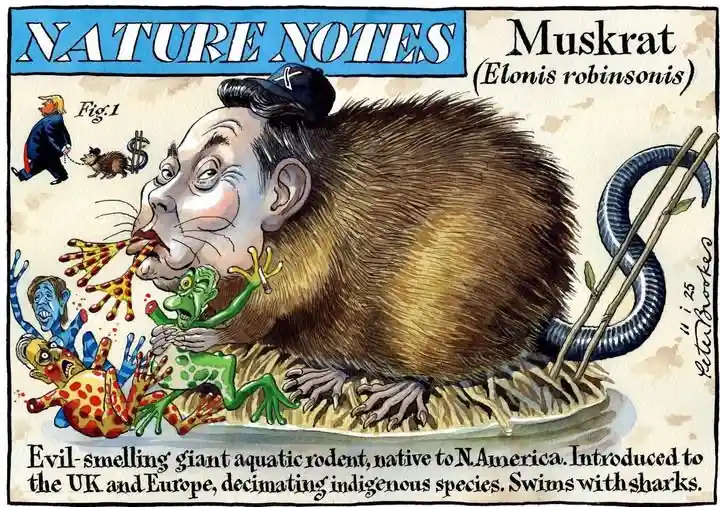 A cartoon titled 'NATURE NOTES' depicts a giant muskrat with a human face wearing a cap, eating frogs while holding a…