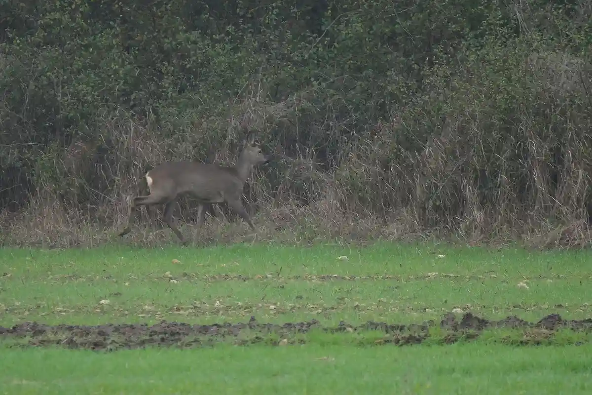 Discovering the charm of deer in Vienne, France on 11/24
