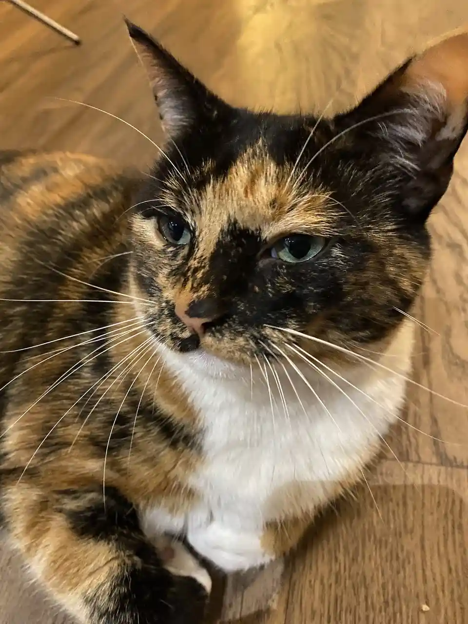 A close-up photo of a calico cat with black, orange, and white fur, green eyes, and long white whiskers, looking up at the…