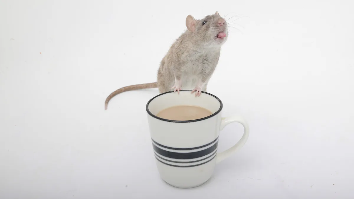 A gray rat is perched on the rim of a white ceramic mug with black stripes, its tongue sticking out as if licking the rim…