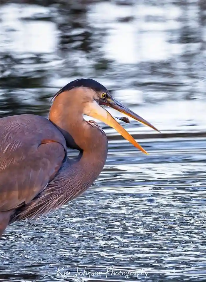A close-up photo of a great blue heron standing in rippling water, holding a small fish in its long, pointed beak. The bird…