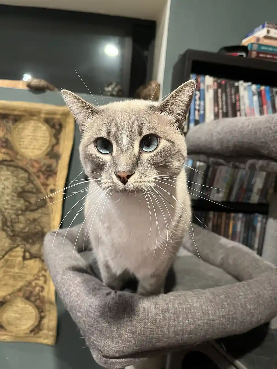 A light gray cat with striking blue eyes sits upright in a gray fabric cat bed, staring intently at the camera. Behind it, a…