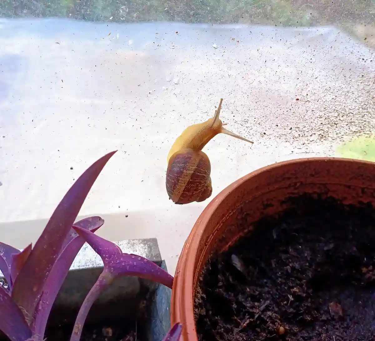 A close-up photo shows a yellowish snail with a brown-striped shell slowly crawling across a dusty, speckled glass surface…