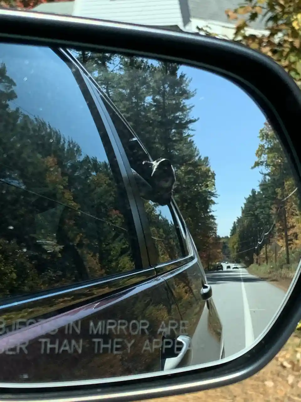 A close-up photo of a car's side-view mirror showing a dog's head sticking out the window, with the standard warning text…