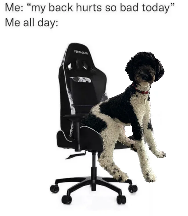 A black and white curly-haired dog is sitting upright on a black gaming chair, positioned as if it's working or studying…