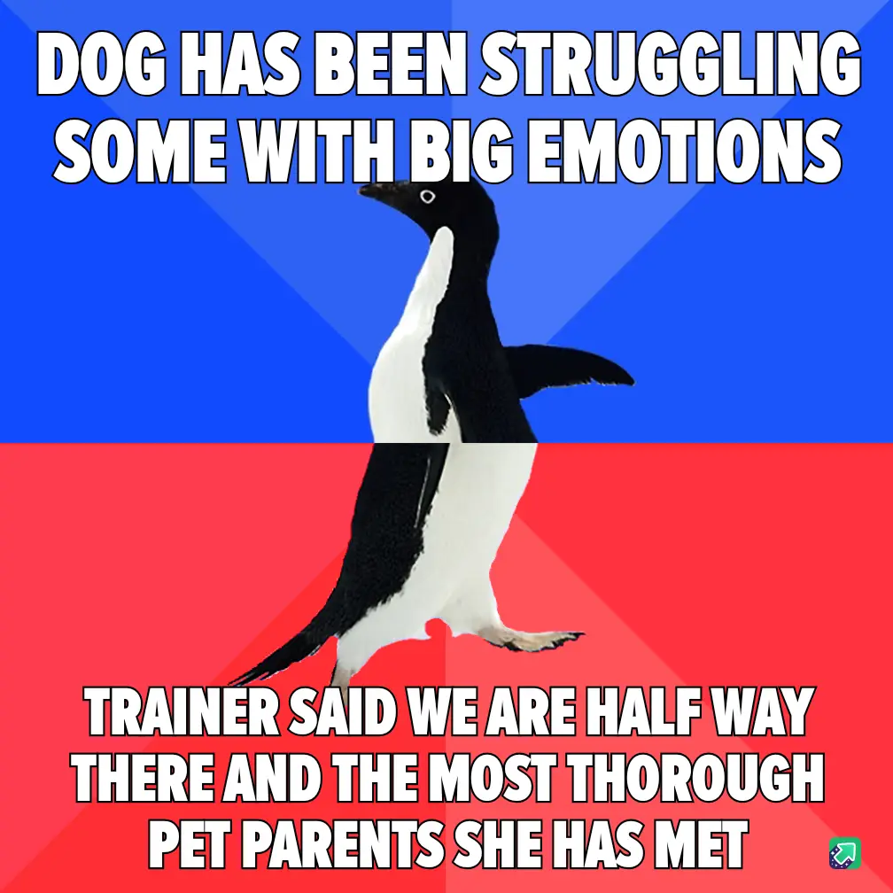 A penguin stands centered against a split blue and red background, with bold white text overlaid. The top text reads 'DOG…