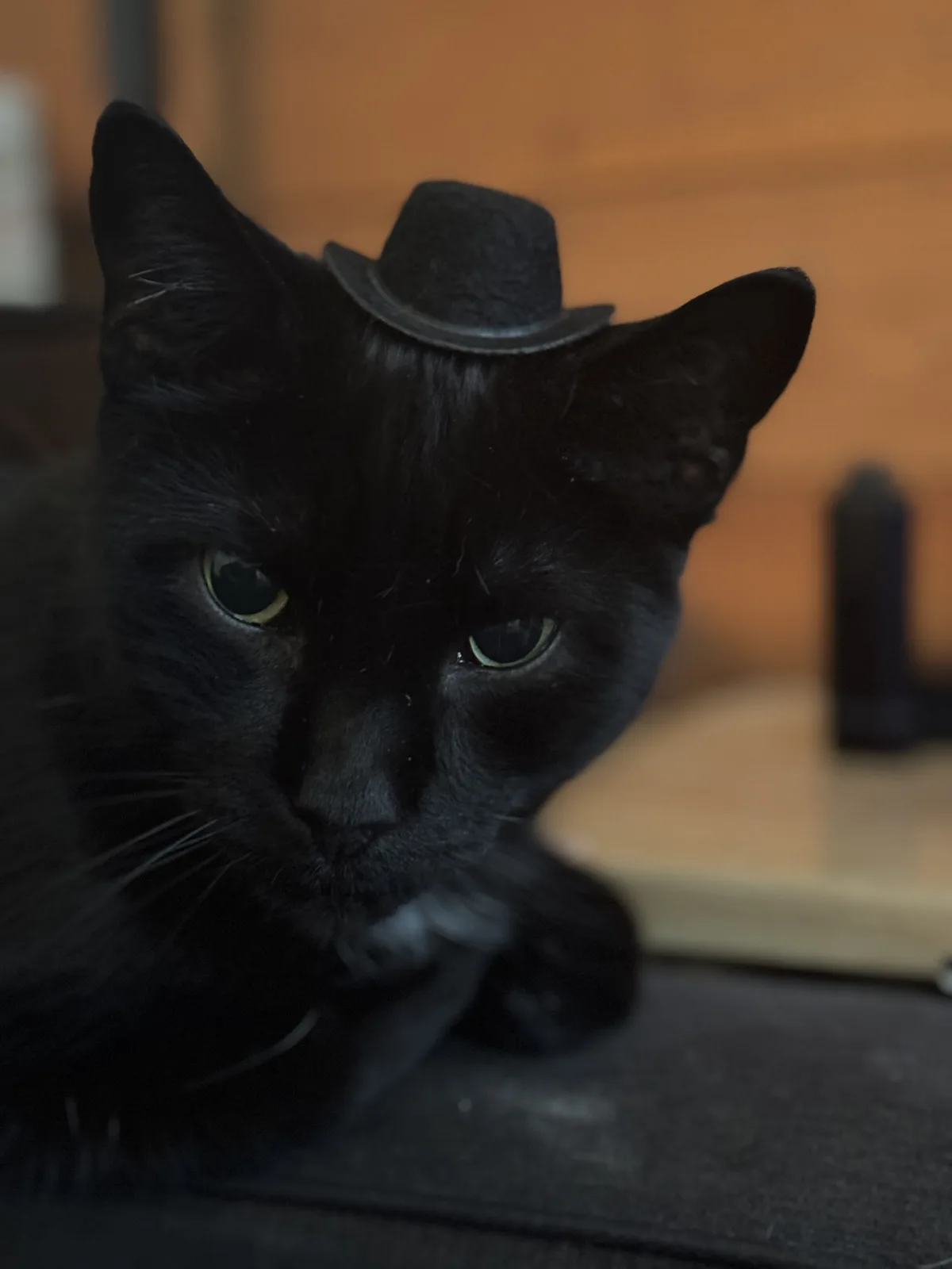 A close-up photo of a black cat with green eyes, wearing a tiny black top hat on its head, looking directly at the camera…
