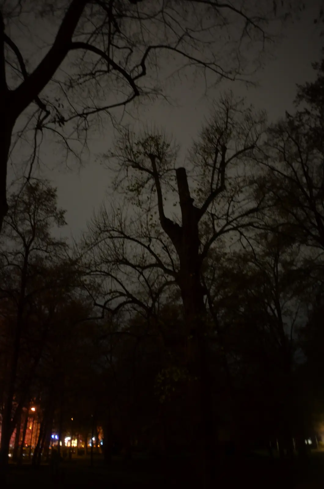 A dark, nighttime photo of bare tree silhouettes against a dim sky, with one tree prominently showing a cut-off trunk…