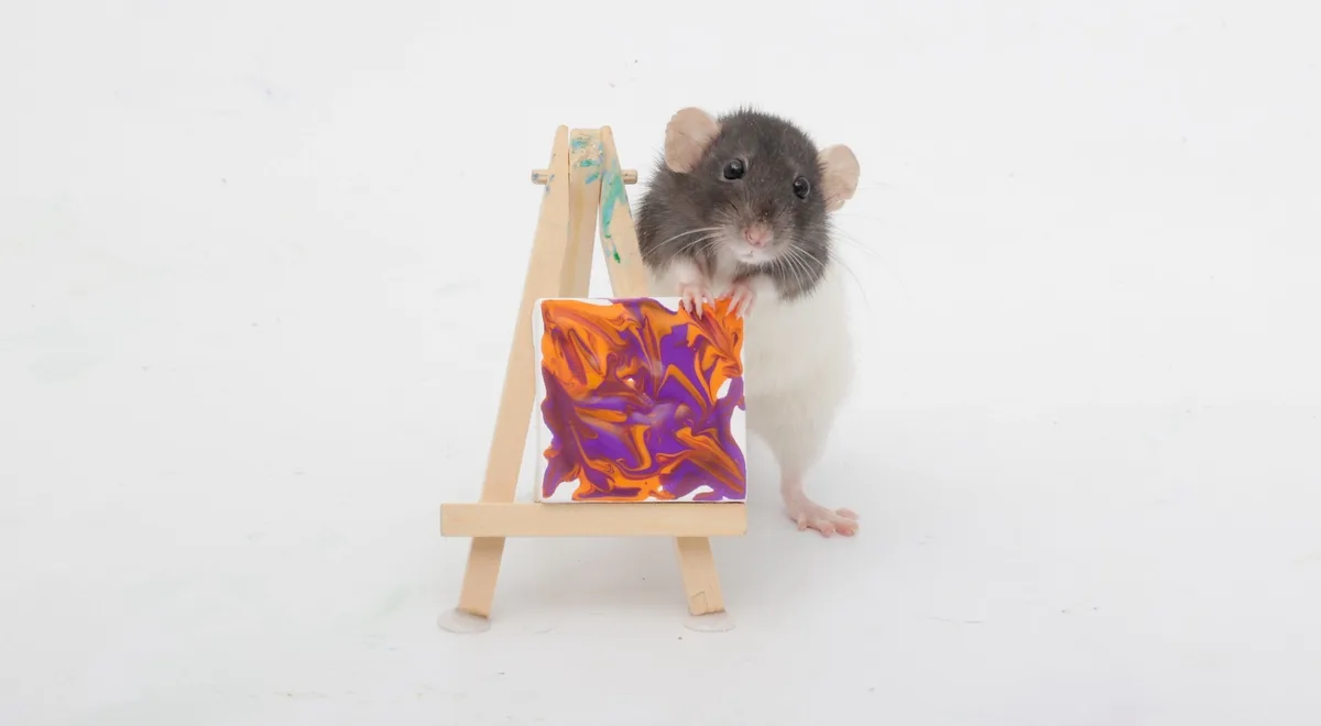 A small gray and white rat stands upright behind a miniature wooden easel, holding a small canvas with swirling orange and…