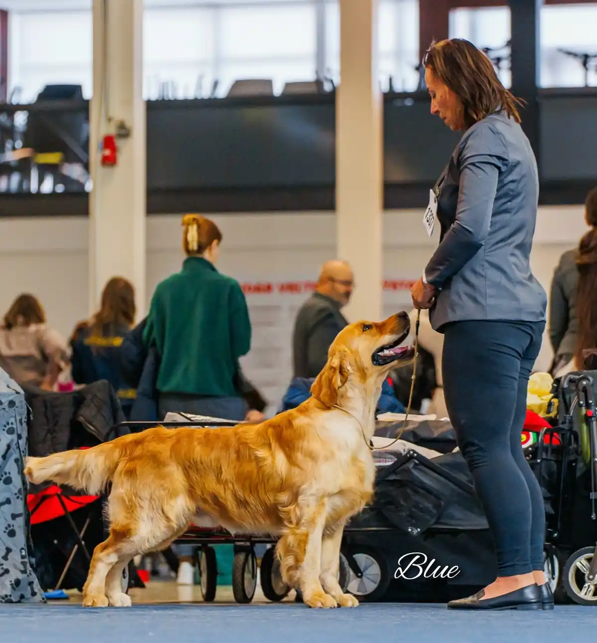 A golden retriever stands proudly on a blue carpet at what appears to be a dog show, held by its handler who is looking down…