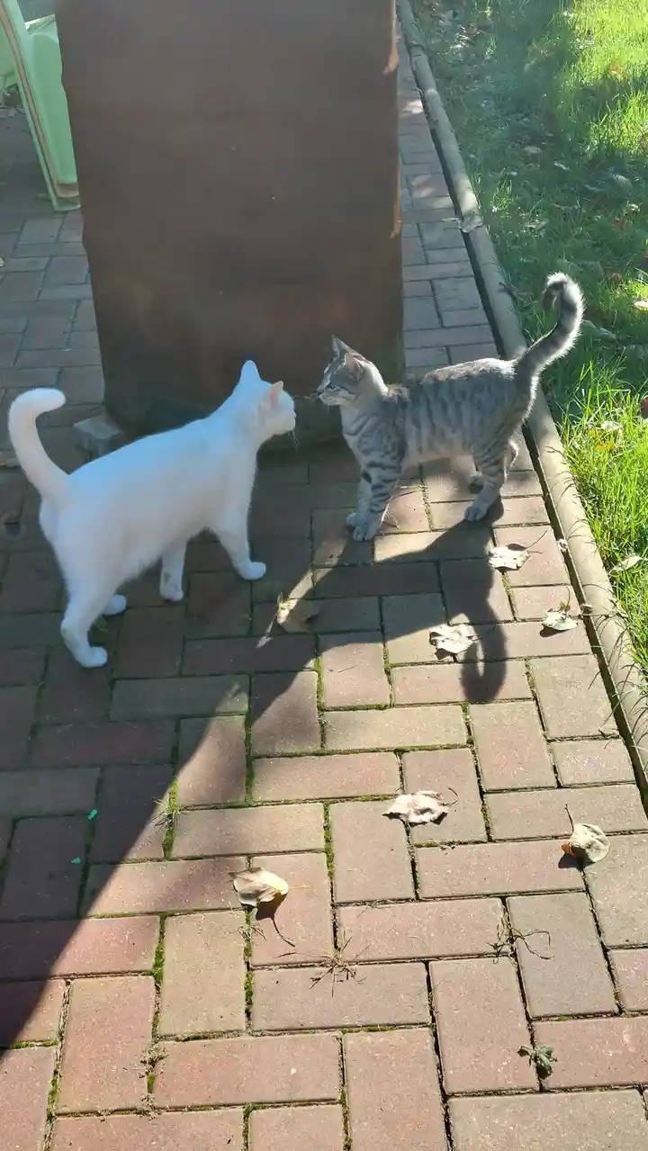 Oops, Something Went Wrong!