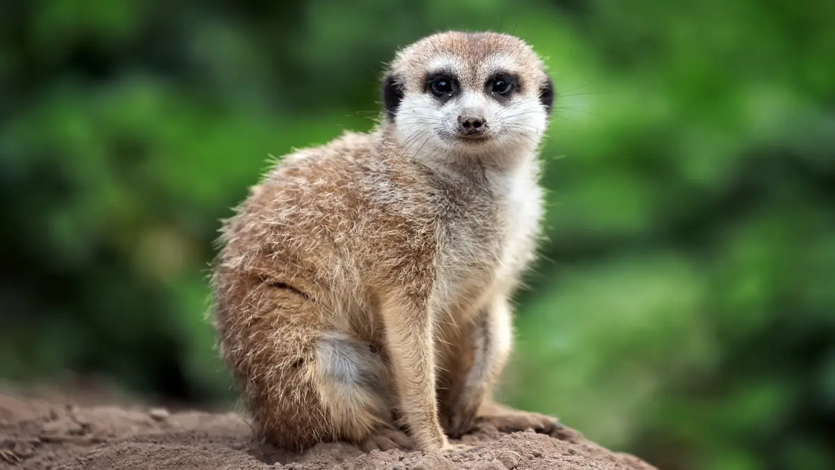 A curious meerkat gazes intensely, but its message is unclear. Amongst themselves, these mongooses are skilled…