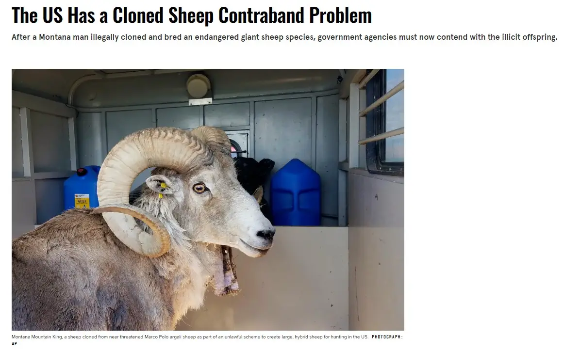 A large, horned ram with thick, curved horns and a greyish-brown coat is shown inside a vehicle, looking toward the right…