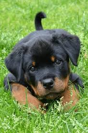 A black and tan Rottweiler puppy with large, expressive eyes lies on its stomach in a grassy field, looking directly at the…