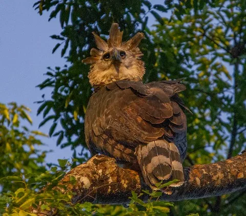Meet the Harpy Eagle: A Stunning Blend of Light Brown and Dark Feathers