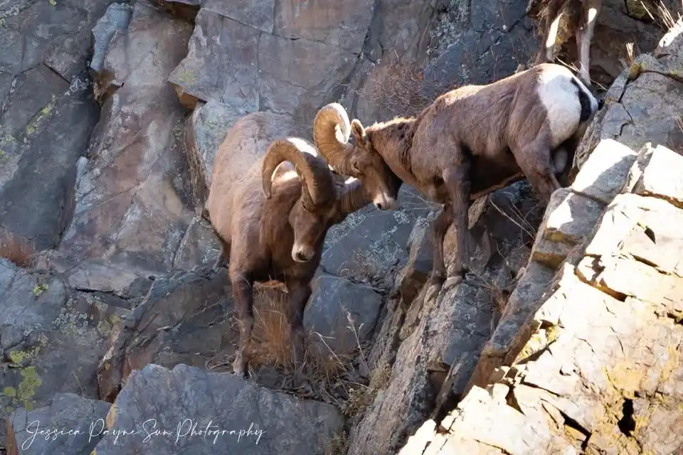 Two bighorn rams with large curved horns are standing on a steep, rocky cliffside, facing each other in a tense standoff…