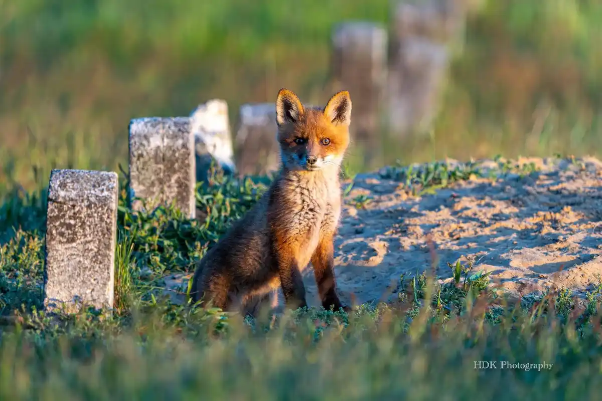 Adorable fox kit making its debut