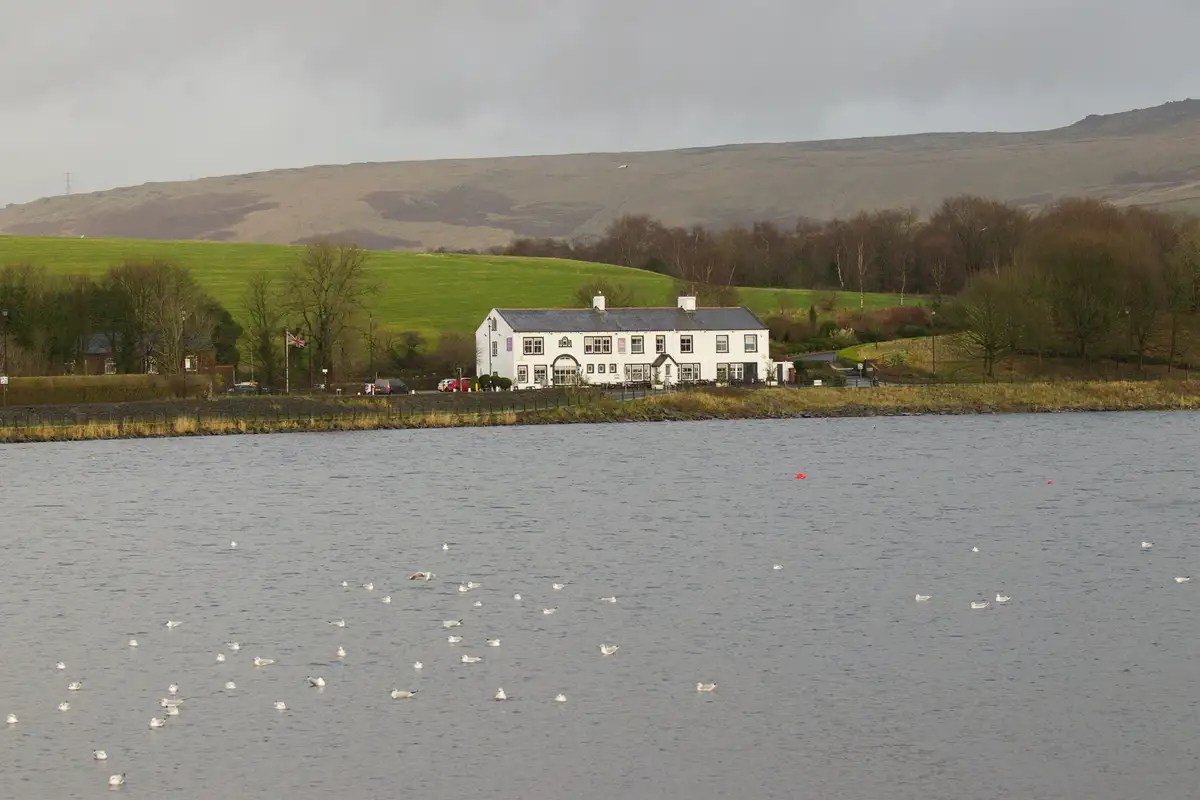 A wide shot of a calm lake with numerous seagulls floating on the water, a white building sits on the far shore with cars…