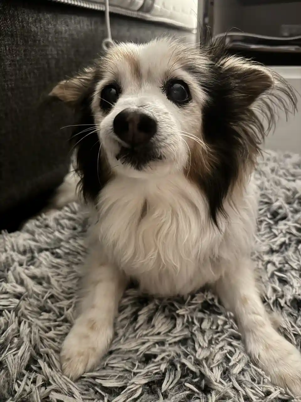 A small, fluffy dog with wide, expressive eyes and a slightly open mouth sits on a shaggy gray rug, looking directly at the…