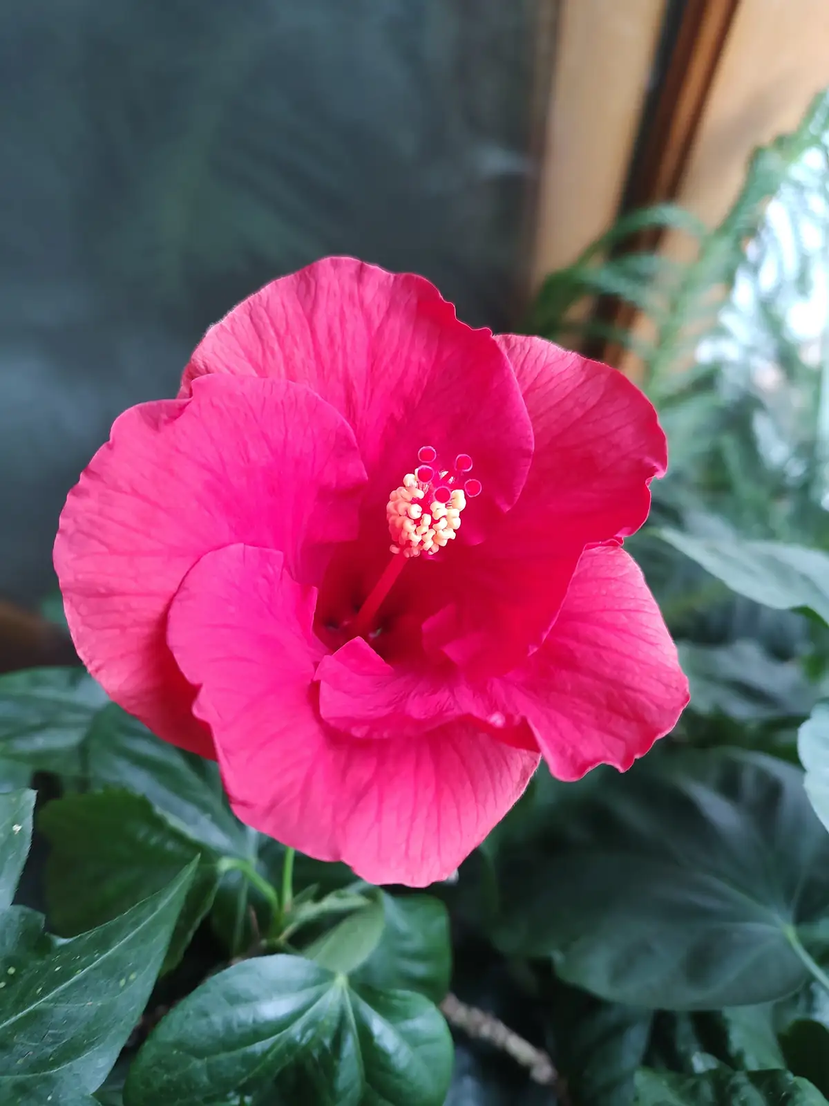 Check out today's stunning hibiscus bloom - just opened!