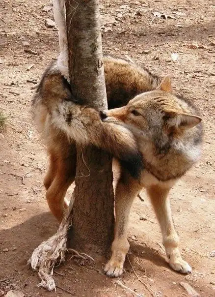 A coyote is wrapped around a tree trunk, appearing to hug it with its front legs and head pressed against the bark. The…