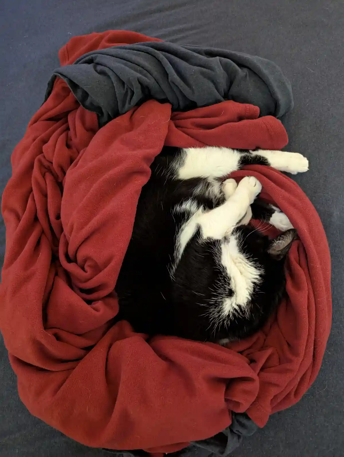A black and white cat is curled up and sleeping soundly inside a cozy nest made of a red fleece blanket and a dark gray…
