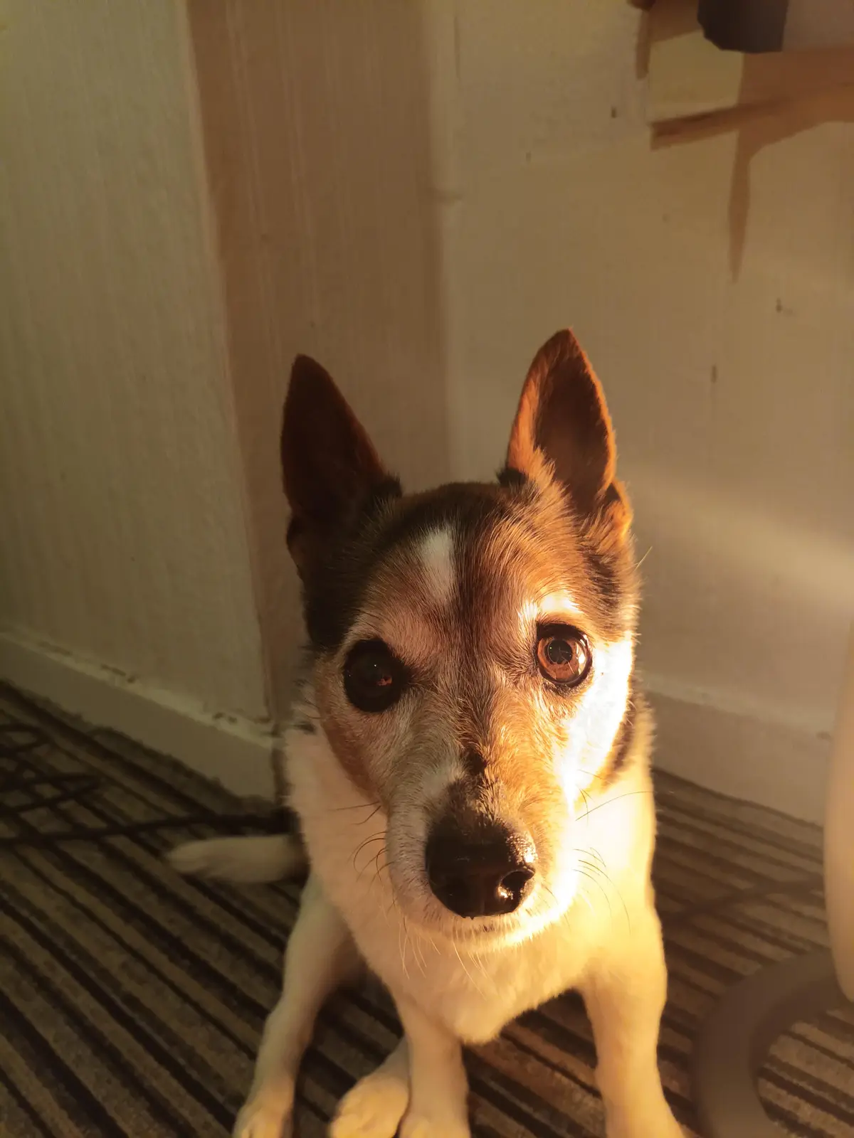 A close-up photo of a small dog with brown, black, and white fur sitting on a striped rug indoors, looking directly at the…