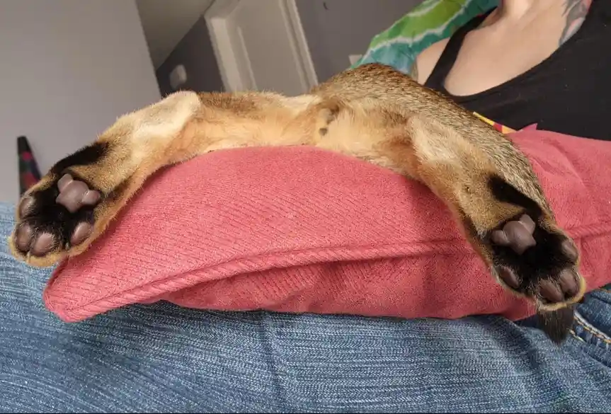A dog is lying on its back on a red pillow, resting on someone's lap, with its paws stretched out and relaxed. The person is…