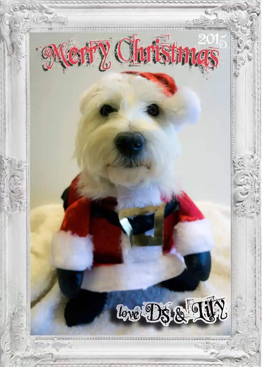 A white fluffy dog wearing a full Santa outfit including hat, coat with white trim, and black gloves, sitting on a soft…