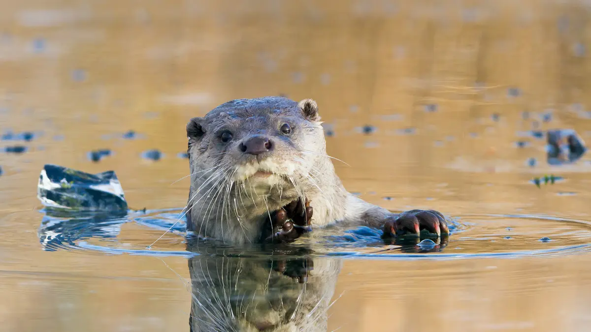 An otter is partially submerged in murky water, looking directly at the camera with its head and front paws visible above…
