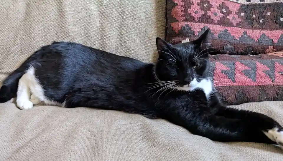 A black and white cat lounges lazily on a beige couch next to a patterned pillow, one eye half-closed in a sleepy…