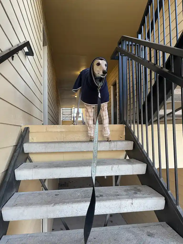 A slender dog, likely a greyhound, stands at the top of an outdoor concrete staircase wearing a navy blue hooded sweatshirt…