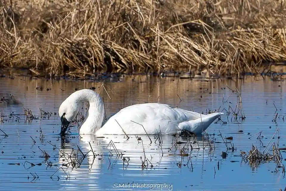A white swan is in shallow water, bending its neck down to eat or drink, surrounded by dry reeds. The image has text…