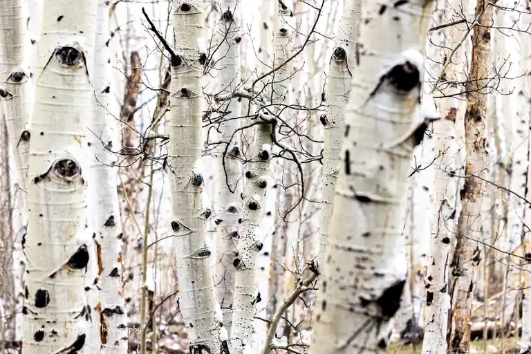 A snowy forest of aspen trees with white bark and black knots, where one tree trunk in the foreground has a snow-covered…
