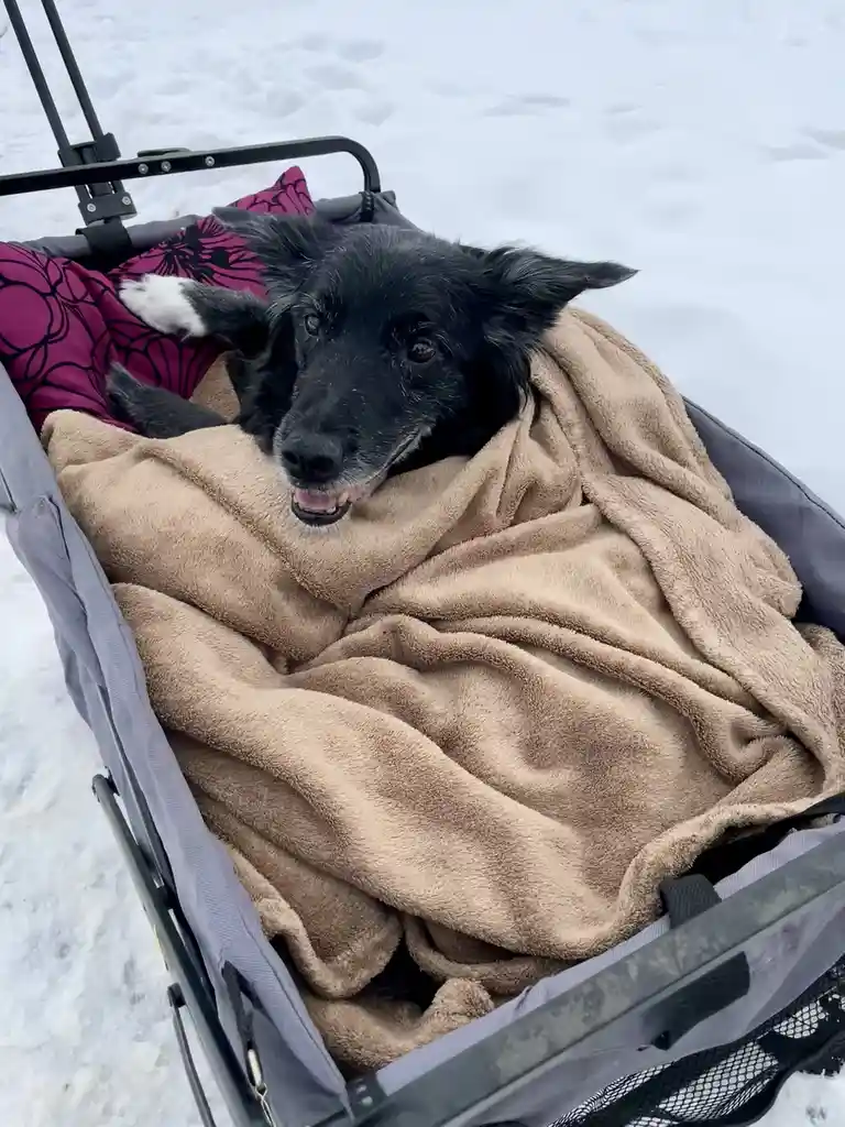Saying goodbye to my good girl as she crosses the rainbow bridge