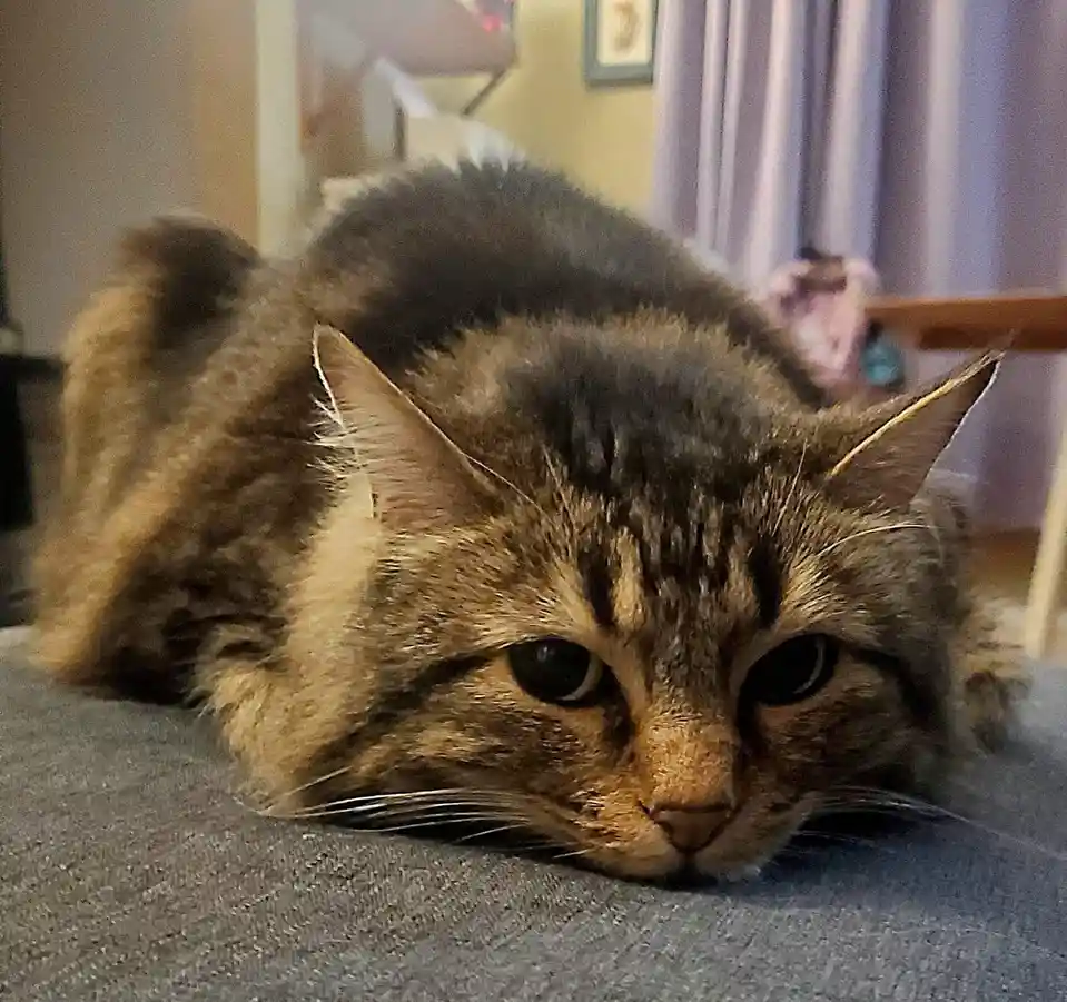 Just a cute cat!
