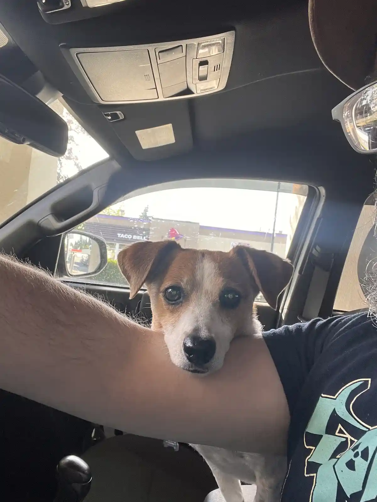 A small brown and white dog with large, pleading eyes rests its head on a person's arm inside a car, looking directly at the…