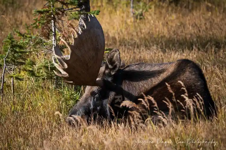 A large bull moose with massive antlers is lying down in tall, dry grass and evergreen trees, appearing to rest. It wears a…