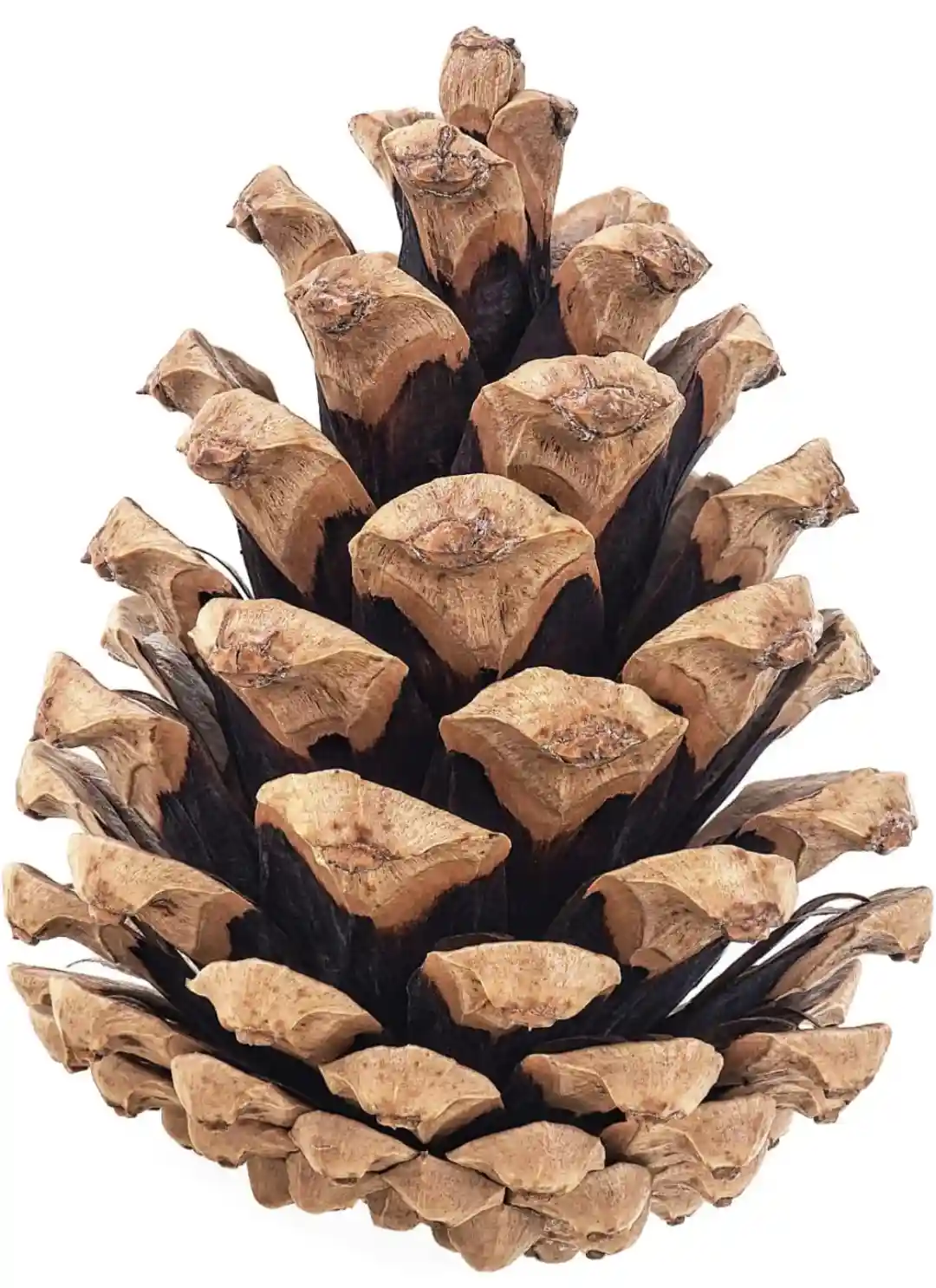 Pinecone Pricing: Plus Tax!