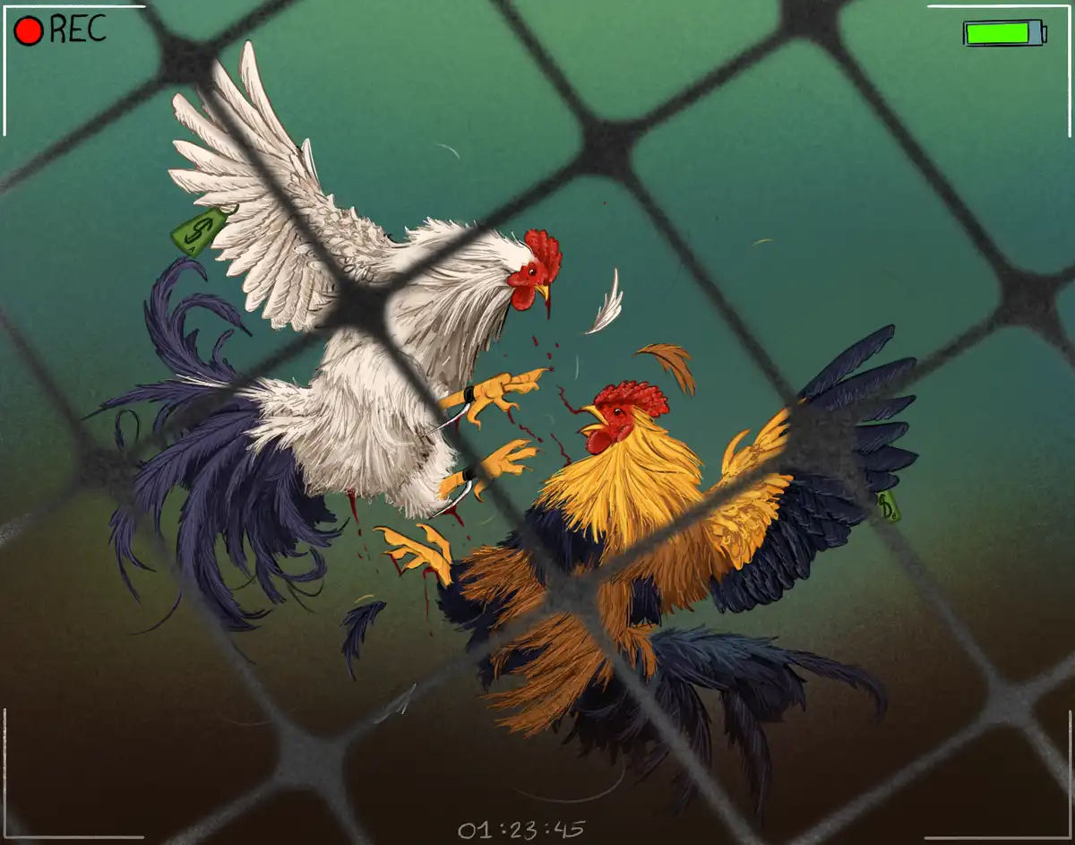 Two roosters are fighting inside a fenced enclosure, viewed through a wire mesh as if recorded by a camera. One rooster is…