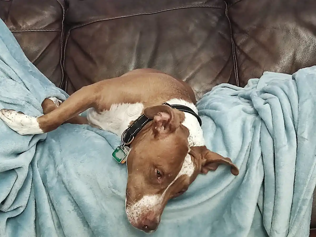 A brown and white dog with a black collar lies on its side on a light blue blanket draped over a dark brown leather couch…