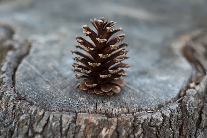 A single brown pinecone sits centered on a weathered tree stump with visible wood grain and bark. The image has overlaid…