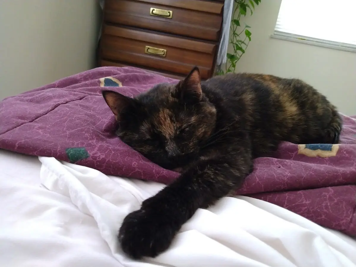 a tortoiseshell cat is sleeping soundly on a purple blanket atop white sheets on a bed, with one paw extended. In the…