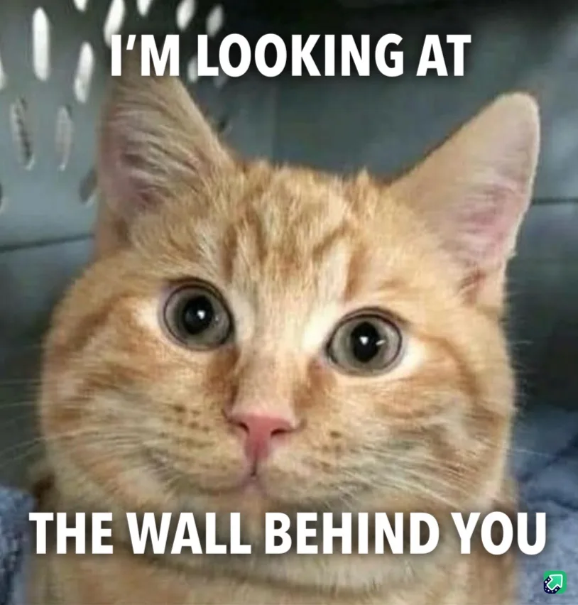 A close-up of an orange tabby cat with wide, startled eyes staring directly at the camera, set against a blurred background…