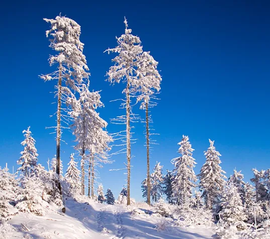 A bright winter scene with snow-covered pine trees against a clear blue sky, overlaid with the text 'i'm not lazy, i'm in…